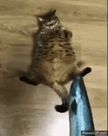 Funny Animals Cats GIF - Funny Animals Cats Fish GIFs