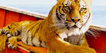 tiger life of pie looking up richard parker tiger life of pie looking up richard parker