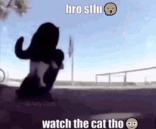 cat skateboard bro stfu watch the cat tho meme cat skateboard meme