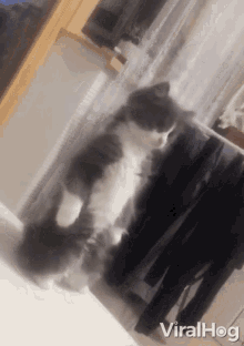 Standing Cat Viralhog GIF - Standing Cat Viralhog Standing On Hind Legs GIFs