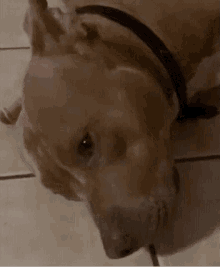 Blkhyo Caidog Side Eye Dog Pitbull Prince GIF - Blkhyo Caidog Side Eye Dog Pitbull Prince GIFs