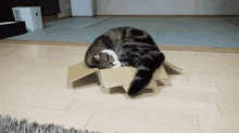 Just Chillin Cat GIF - Just Chillin Cat Box GIFs