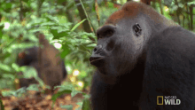 Exhausted Kingo GIF - Exhausted Kingo Behold The King Of The Jungle GIFs