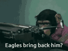 monkey eagles bring back him chimp typing