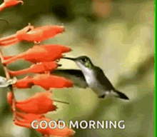 Humming Bird Good Morning GIF - Humming Bird Good Morning Bird GIFs