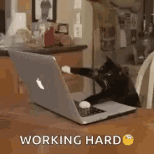 Cat Work GIF - Cat Work Typing GIFs
