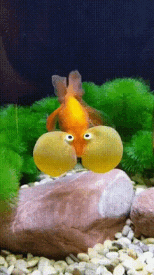 funny fish goldfish fish mouth ful mouth
