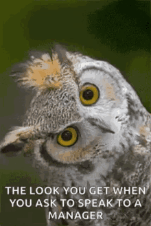 Owl Blink GIF - Owl Blink Turn Head GIFs