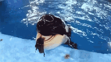 Orca Seaworld GIF - Orca Seaworld Shamu GIFs