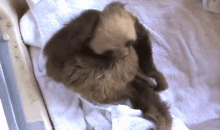 Right There GIF - Sloths Babies Scratch GIFs