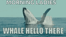 whale hello there well hello there hello hi hey