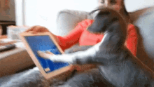 Funny Animals Dogs GIF - Funny Animals Dogs Play GIFs