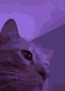 Mood Cat GIF - Mood Cat Vibing GIFs