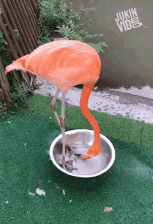 flamingo stomping drinking water bird best of the week