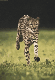 Wild Cat GIF - Wild Cat Jaguar GIFs