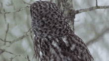 Head Turn Owls Have Superior Senses GIF - Head Turn Owls Have Superior Senses Slow Turn GIFs