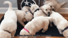 Golden Retriever Puppies Tennessee Golden Retriever Tennessee GIF - Golden Retriever Puppies Tennessee Golden Retriever Tennessee Golden Retriever Puppies For Sale In Tn GIFs