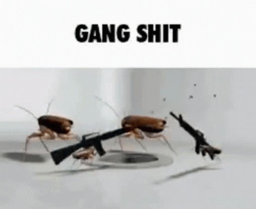 gang-gang-shit.gif