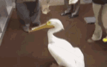 Pelican GIF - Pelican GIFs