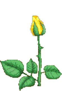 flower plant