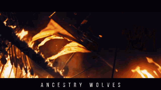 Ancestry Wolves Barbaros Hayrettin Paşa GIF - Ancestry Wolves Barbaros Hayrettin Paşa Oruçreis GIFs