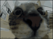 Yumeko Cat GIF - Yumeko Cat Silly GIFs