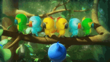 birds birds