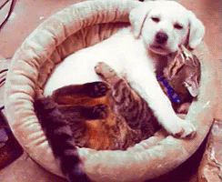 Puppy Cat Hug GIF - Hug Your Cat Day Puppy Cuddle GIFs