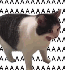 kim bora chebul cherry bullet cat meme bora cherry bullet