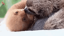 Two Toed GIF - Two Toed Sloth GIFs