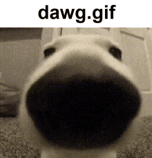 Dawggif Dawgdotgif GIF - Dawggif Dawg Gif GIFs