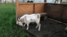 Goat Faint GIF - Goat Faint Fun GIFs