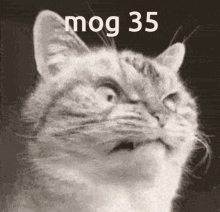 Mog35 Cat Gif GIF - Mog35 Mog 35 GIFs