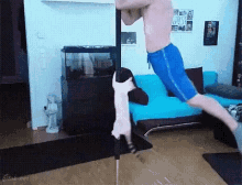 cat pole dancing spin party