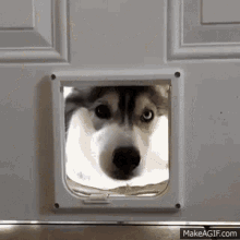 Go Inside Dog GIF - Go Inside Dog Cute Dog GIFs