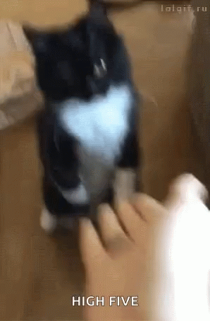 Cat High Five GIF - Cat High Five Yes GIFs