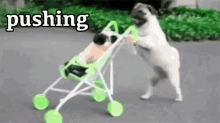 Pushing GIF - Pushing Dogs GIFs