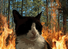 Miitens Cat Cat Fire GIF - Miitens Cat Cat Fire Cat In Wild Fire GIFs