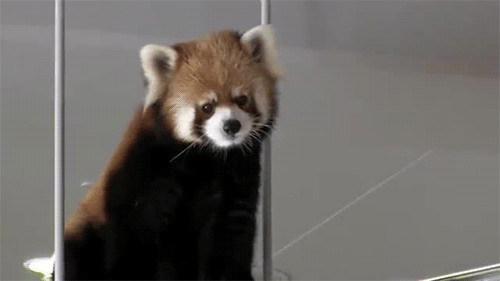 Red Panda Is Judging You Gif Red Panda Staring Judging Discover Share Gifs