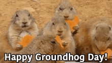 Happy Groundhog Day GIF - Groundhogday Eating Happy GIFs