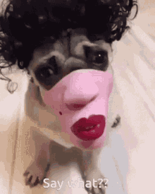 Say What Confused GIF - Say What Confused Pug GIFs