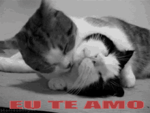 Eu Te Amo GIF - Cat Lick Groom GIFs