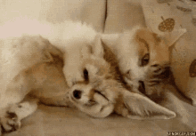 Cat Licking GIF - Cat Licking Cuddle GIFs