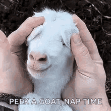 peek a boo cute funny animals baby goat