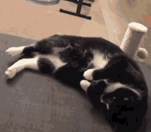 cat marzipan laser malena webber tail twitch twitch cat marzipan laser malena webber tail twitch twitch