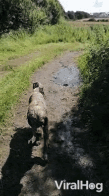 Muddy Dog Viralhog GIF - Muddy Dog Viralhog Dirty Dog GIFs