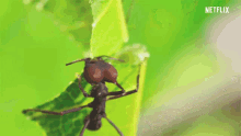 ant leaf cutting our planet netflix