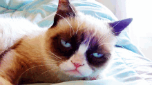 16. You Get Hangovers After One Beer. GIF - Cat Tired Hungover GIFs