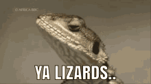 Lizard Lizards GIF - Lizard Lizards Ya GIFs