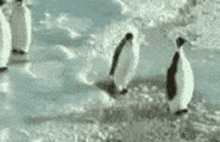 Chumpandme Penguins GIF - Chumpandme Penguins GIFs